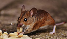 24 Hour & Emergency Exterminators in Eastlake Weir, FL